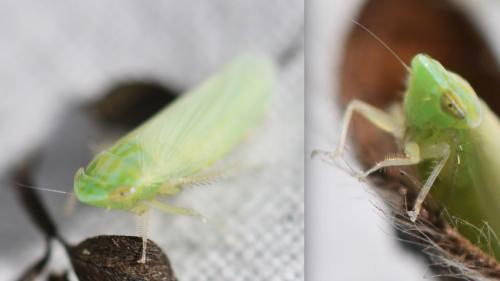 Synophropsis lauri